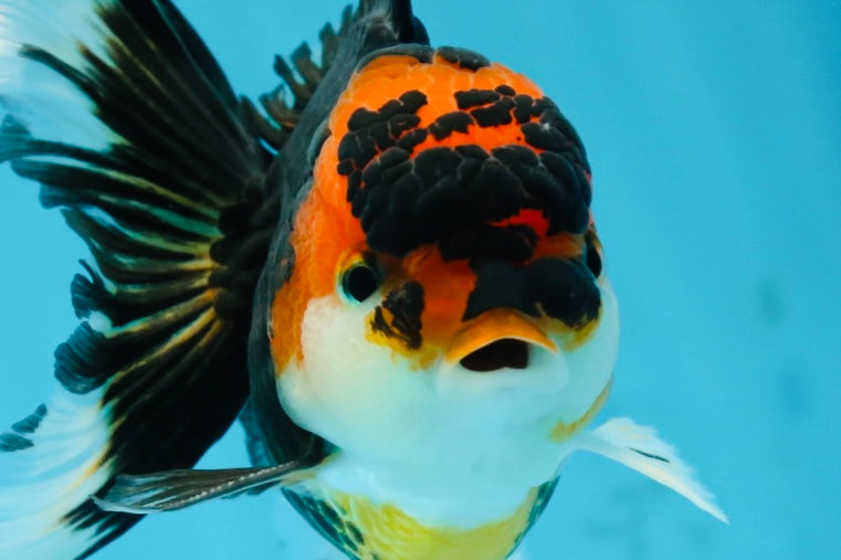 A Grade Young Tricolor Oranda Male 4.5 inches #061325_04
