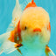A Grade Lipsticks Red White Oranda Male 6 inches #101626OR_03