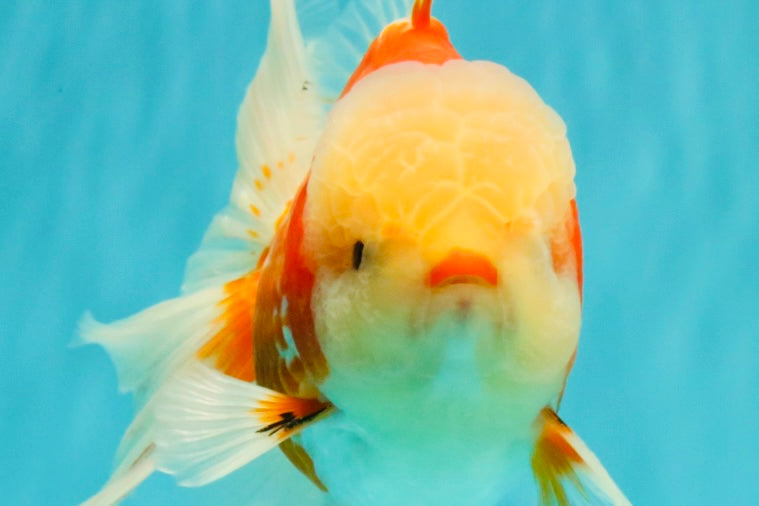 A Grade Lipsticks Red White Oranda Male 6 inches #101626OR_03