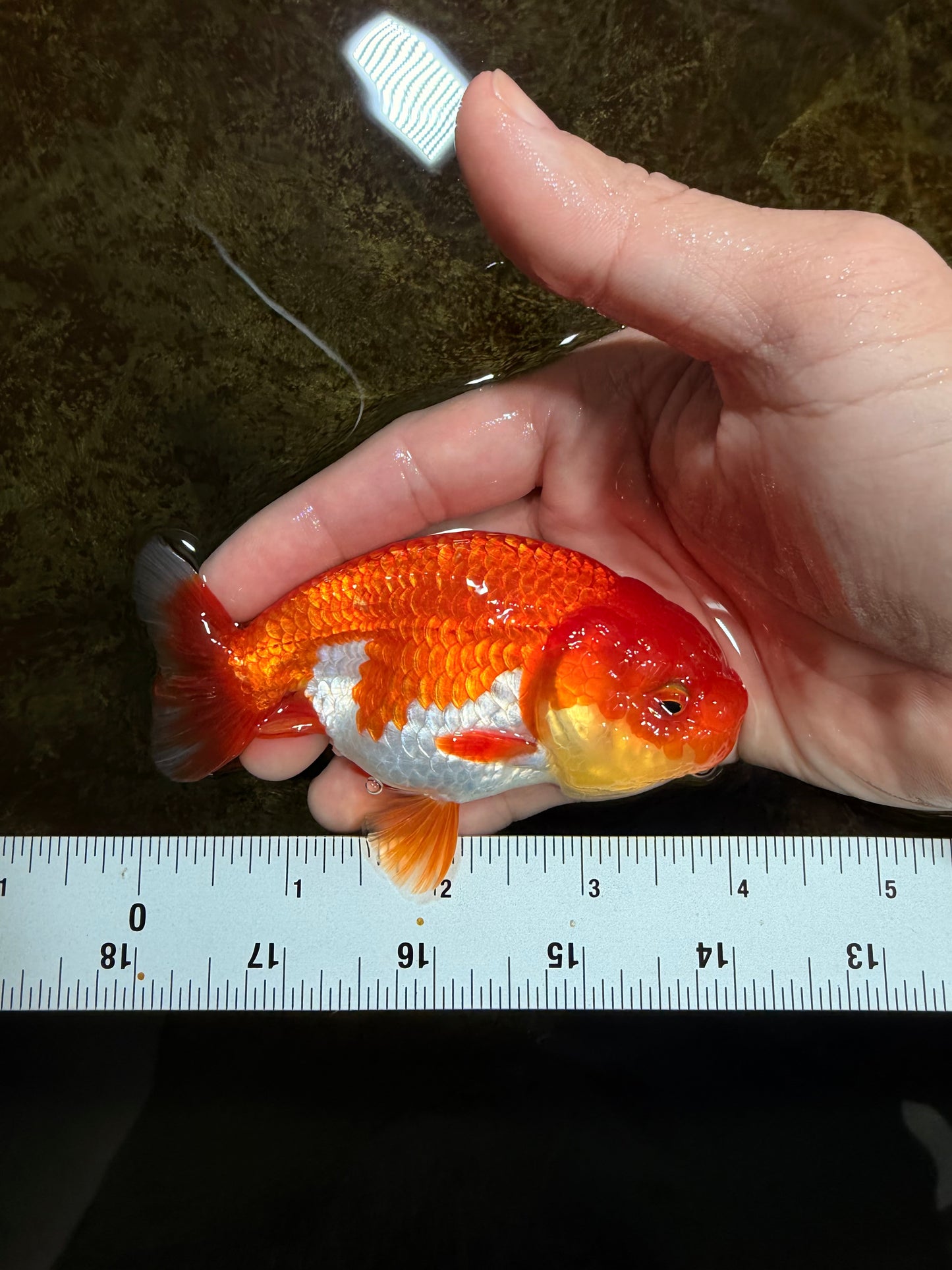 Red White Lionchu Female 4 inches #121225LC_10