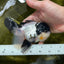 Cutie Face Panda Oranda Male 4.5-5 inches #042525OR_10