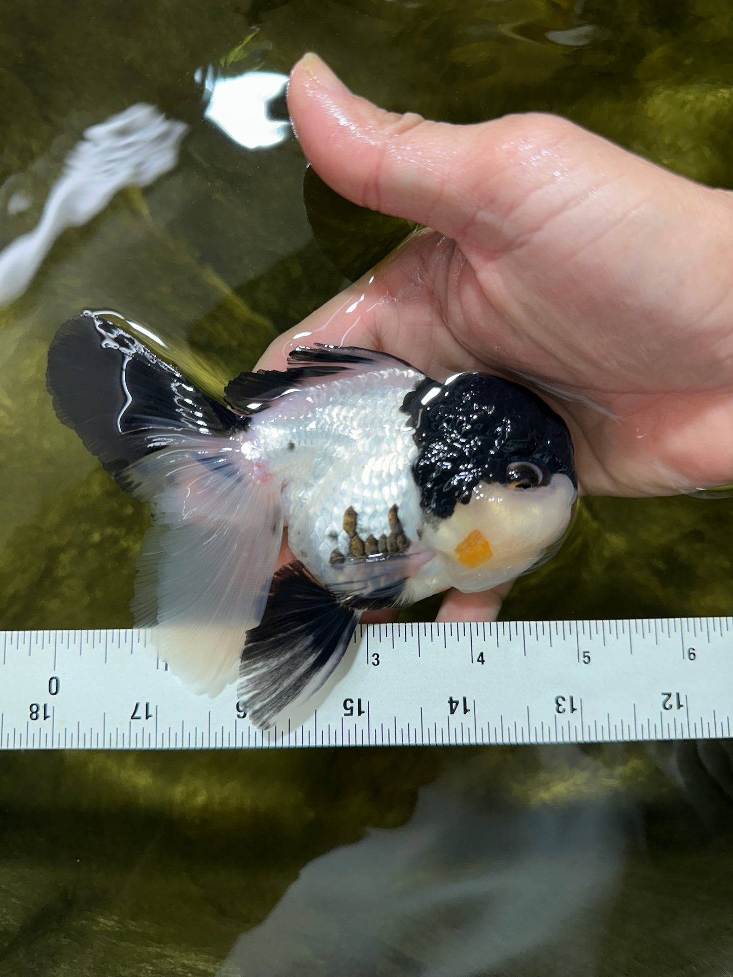 Cutie Face Panda Oranda Male 4.5-5 inches #042525OR_10
