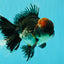 AAA Grade Red Head Kirin Oranda Male 6-6.5 inches #070326OR_27