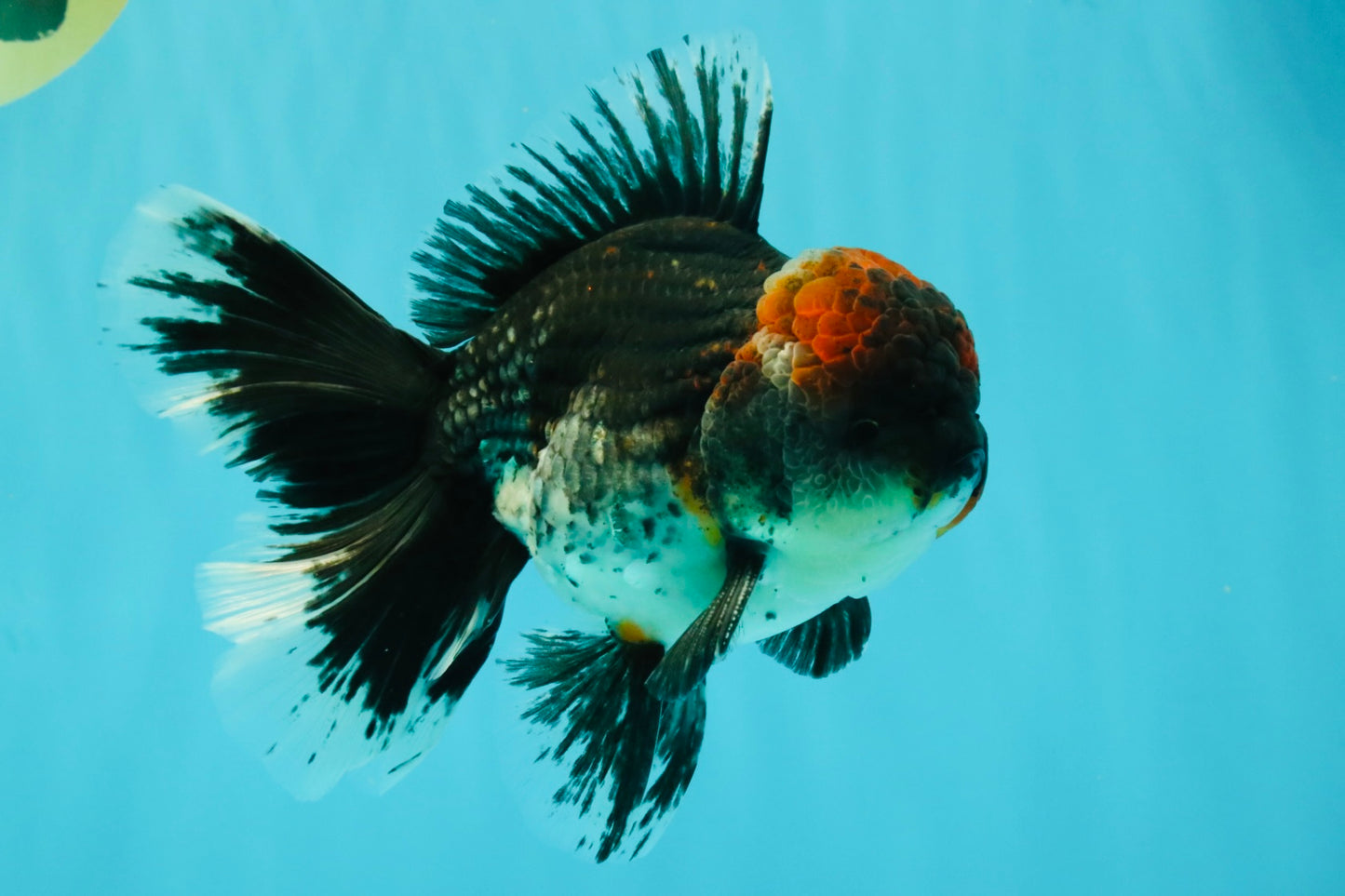 AAA Grade Red Head Kirin Oranda Male 6-6.5 inches #070326OR_27