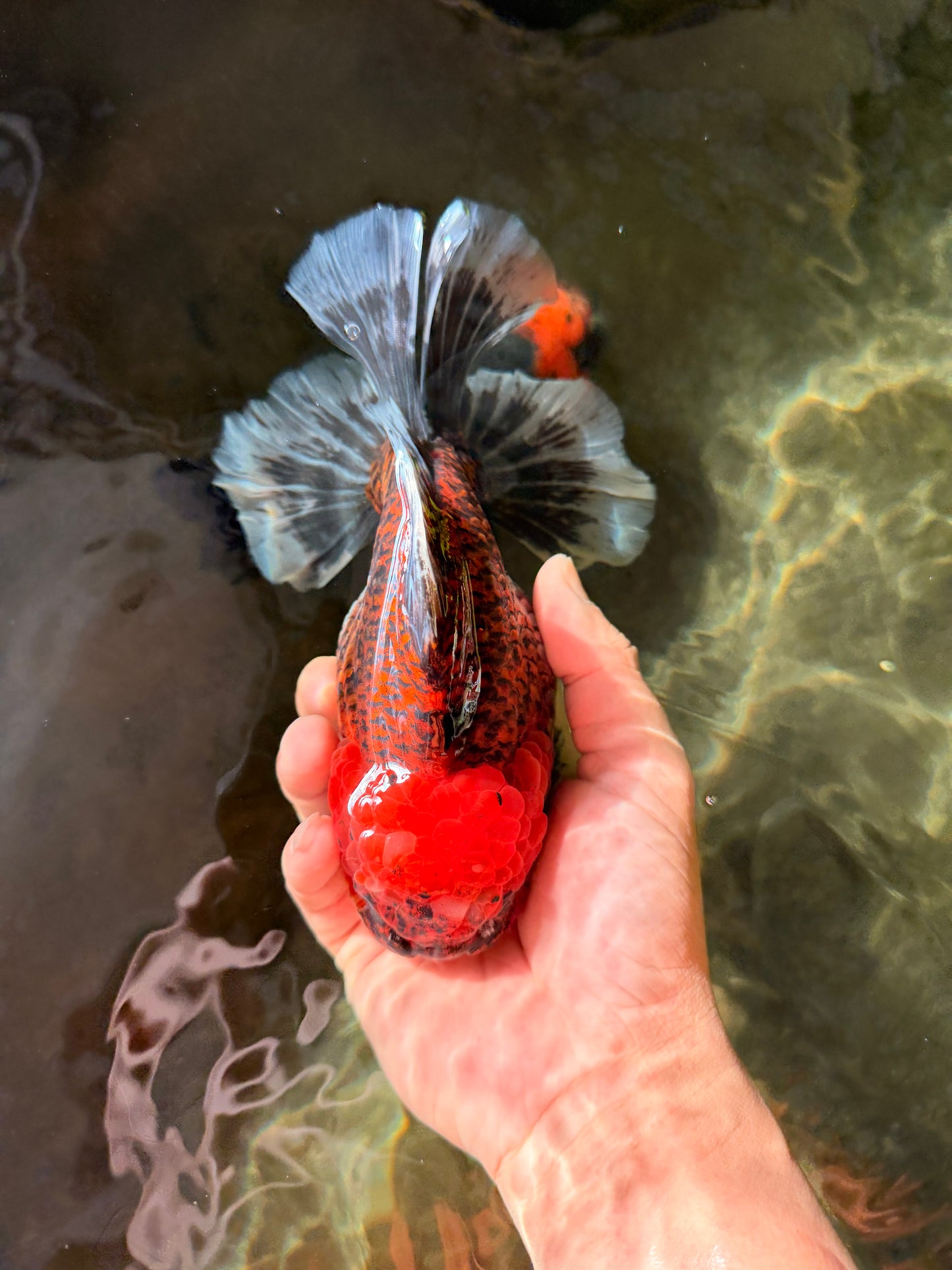 CHUNKY SUPER AAA Grade Godzilla Calico Oranda Male 6.5-7 inches #032726OR_07
