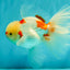 CHICKIE Red White Oranda Male 6.5 inches #080726OR_09