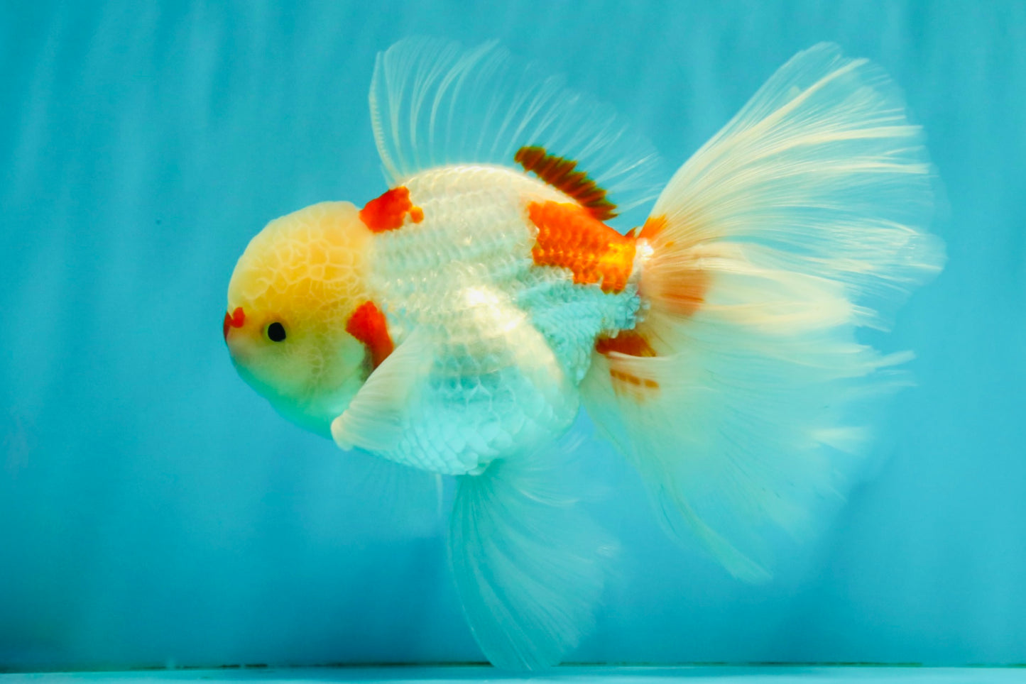 CHICKIE Red White Oranda Male 6.5 inches #080726OR_09