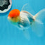 AAA Grade Red Cap Oranda Female 4.5-5 inches #0830OR_09