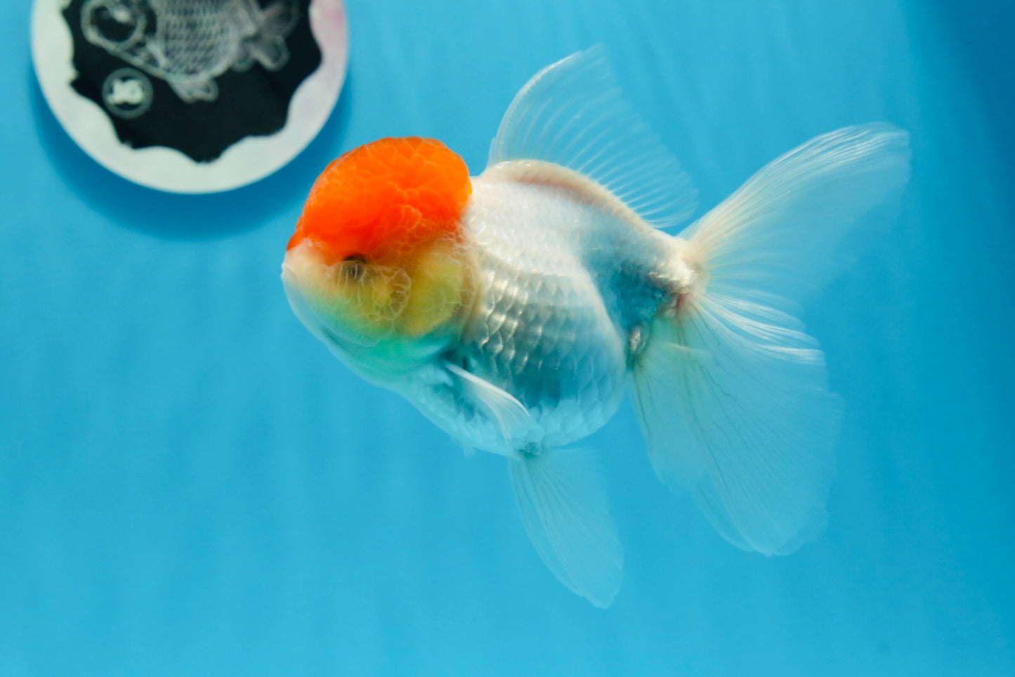 Oranda femelle à calotte rouge de catégorie AAA, 4,5 à 5 pouces #0830OR_09