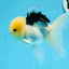 Panda Lemonhead Button Eyes Oranda Male 4.5-5 inches #0830OR_27