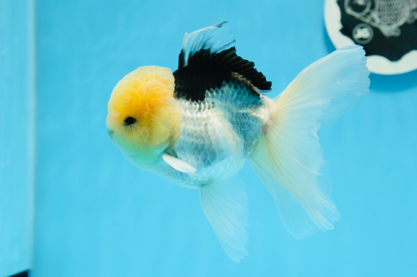 Panda Lemonhead Button Eyes Oranda Male 4.5-5 inches #0830OR_27