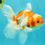 A Grade Kohaku Red White Oranda Male 5.5 inches #101626OR_12