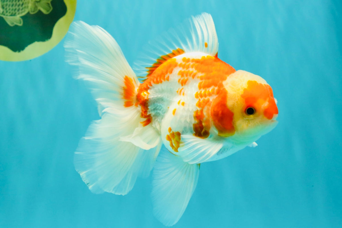 A Grade Kohaku Red White Oranda Male 5.5 inches #101626OR_12