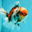 CHONKY AAA Grade Special Marble Oranda Male 6.5 inches #051526OR_01