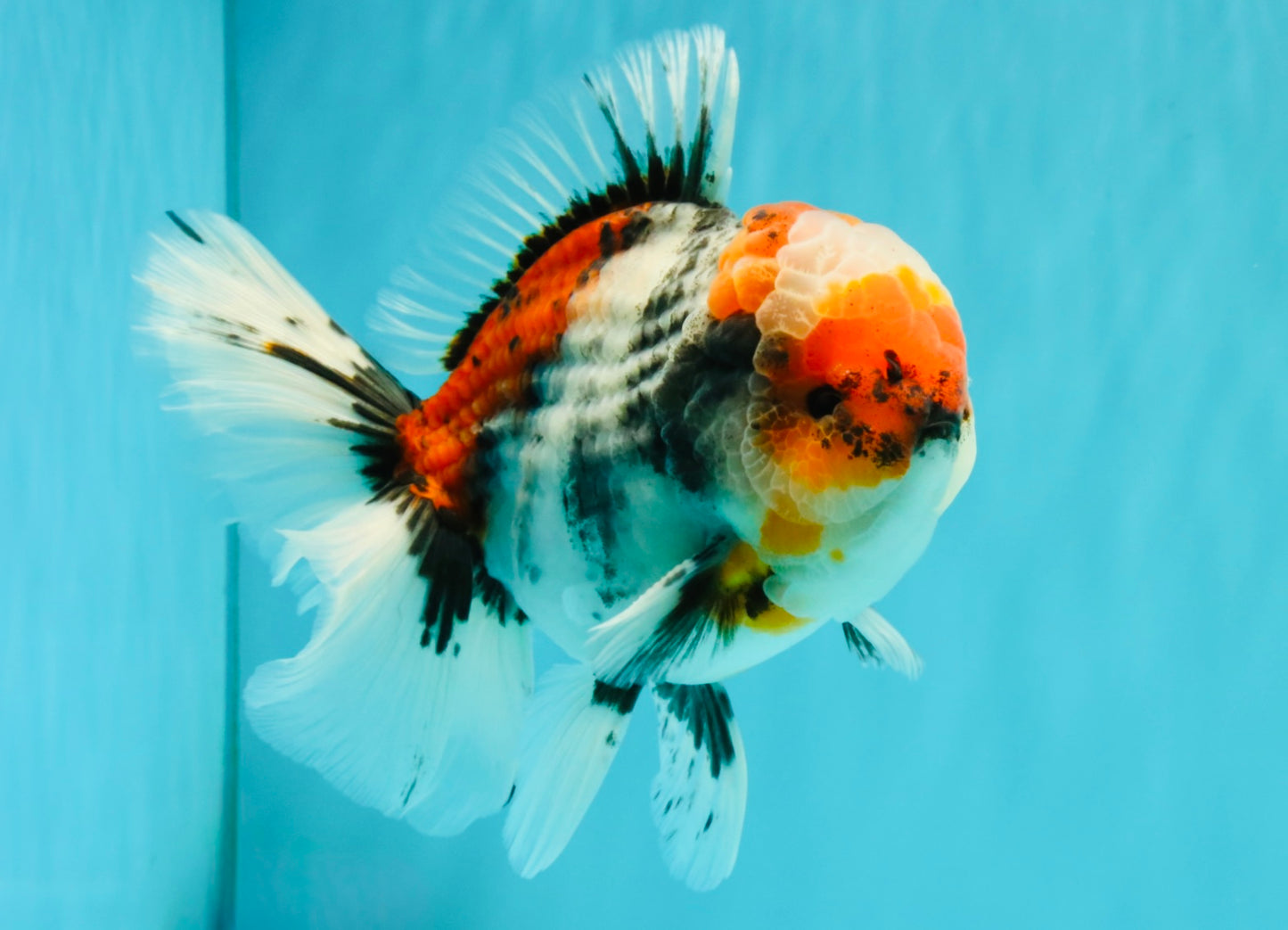 CHONKY AAA Grade Special Marble Oranda Male 6.5 inches #051526OR_01