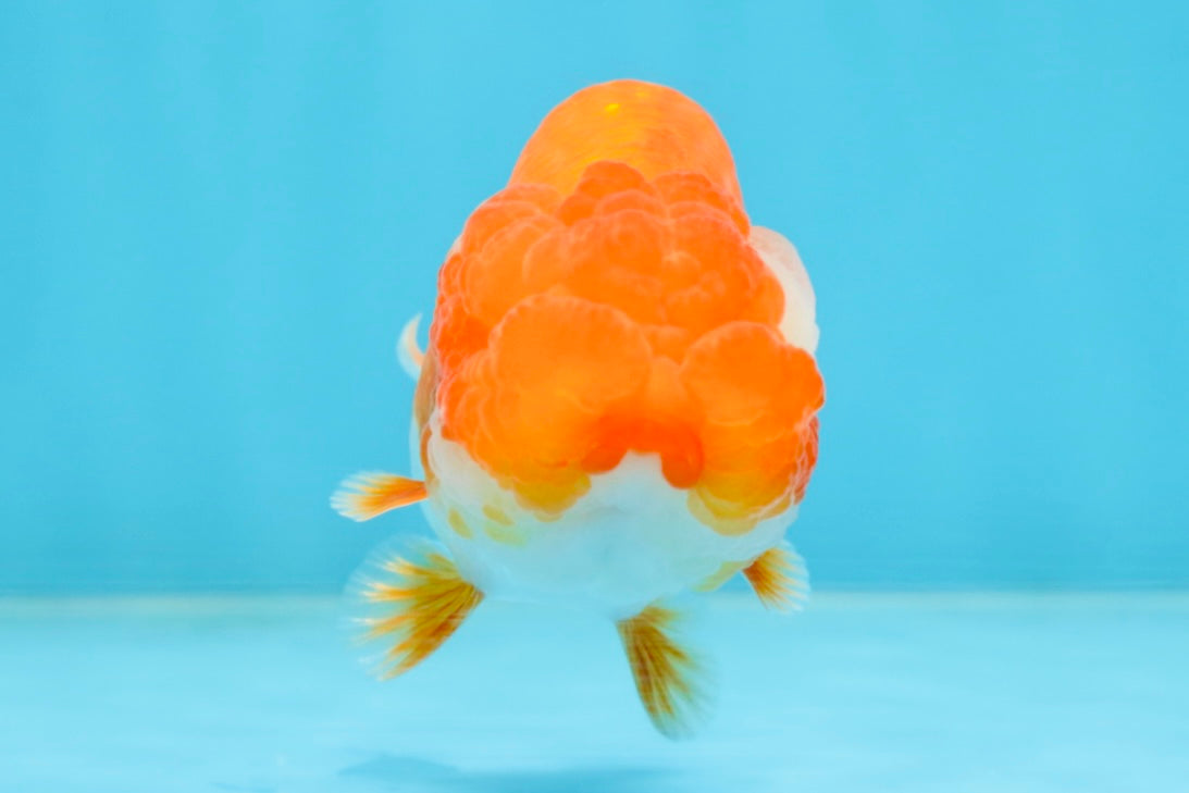 A Grade Red White LionQueen 4 inches #102425LC_09