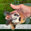 AAA Grade Tricolor Oranda Perfect Shape Male 5.5 inches #1011OR_05