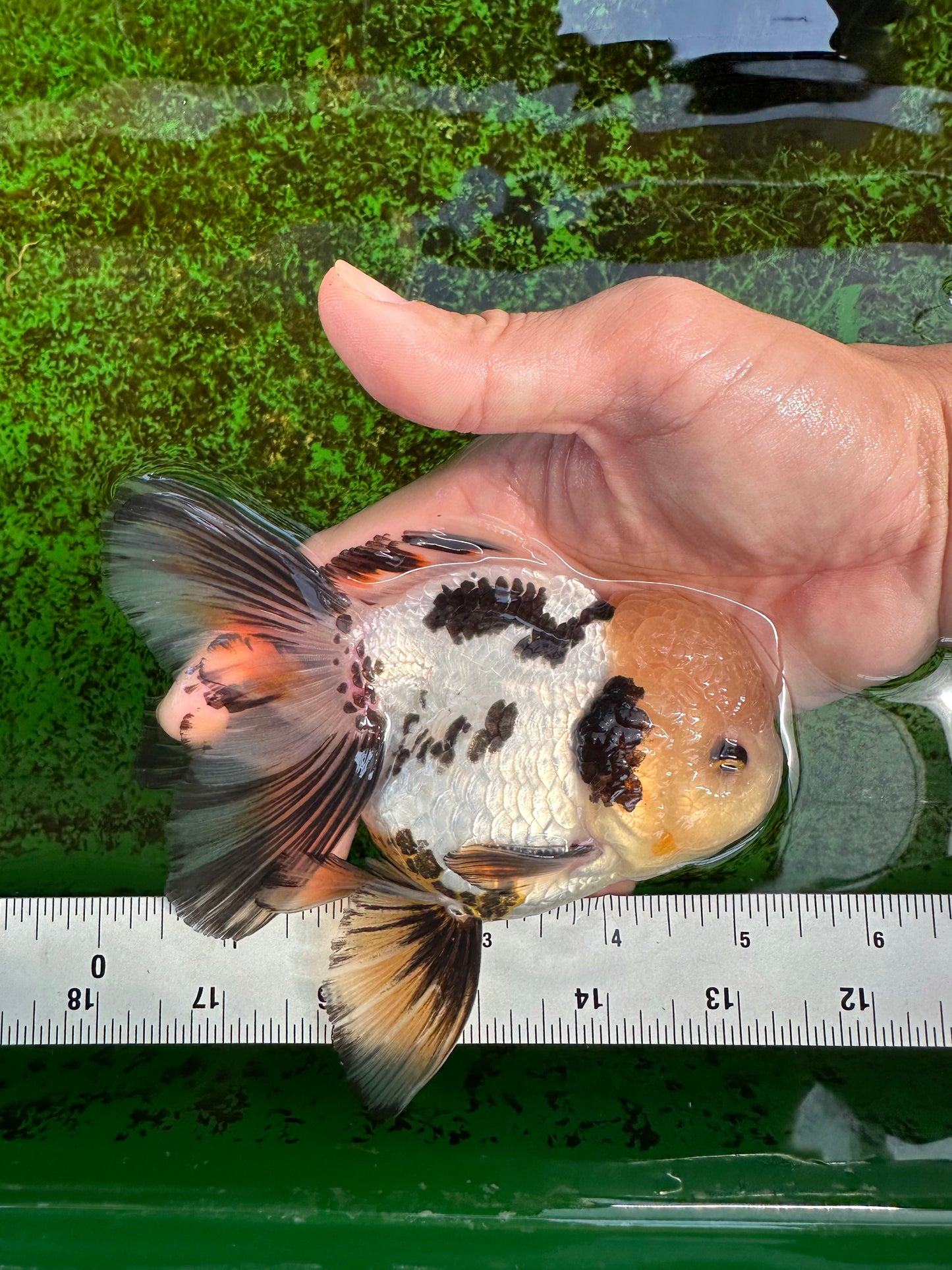 AAA Grade Tricolor Oranda Perfect Shape Male 5.5 inches #1011OR_05