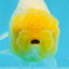 Super Lemonhead Lionchu Male 4 inches #0920LC_05