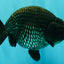 UNIQUE AAA Grade Strong Body Structure Platinum Blue Ranchu Female 4.5-5 inches #061926RC_09