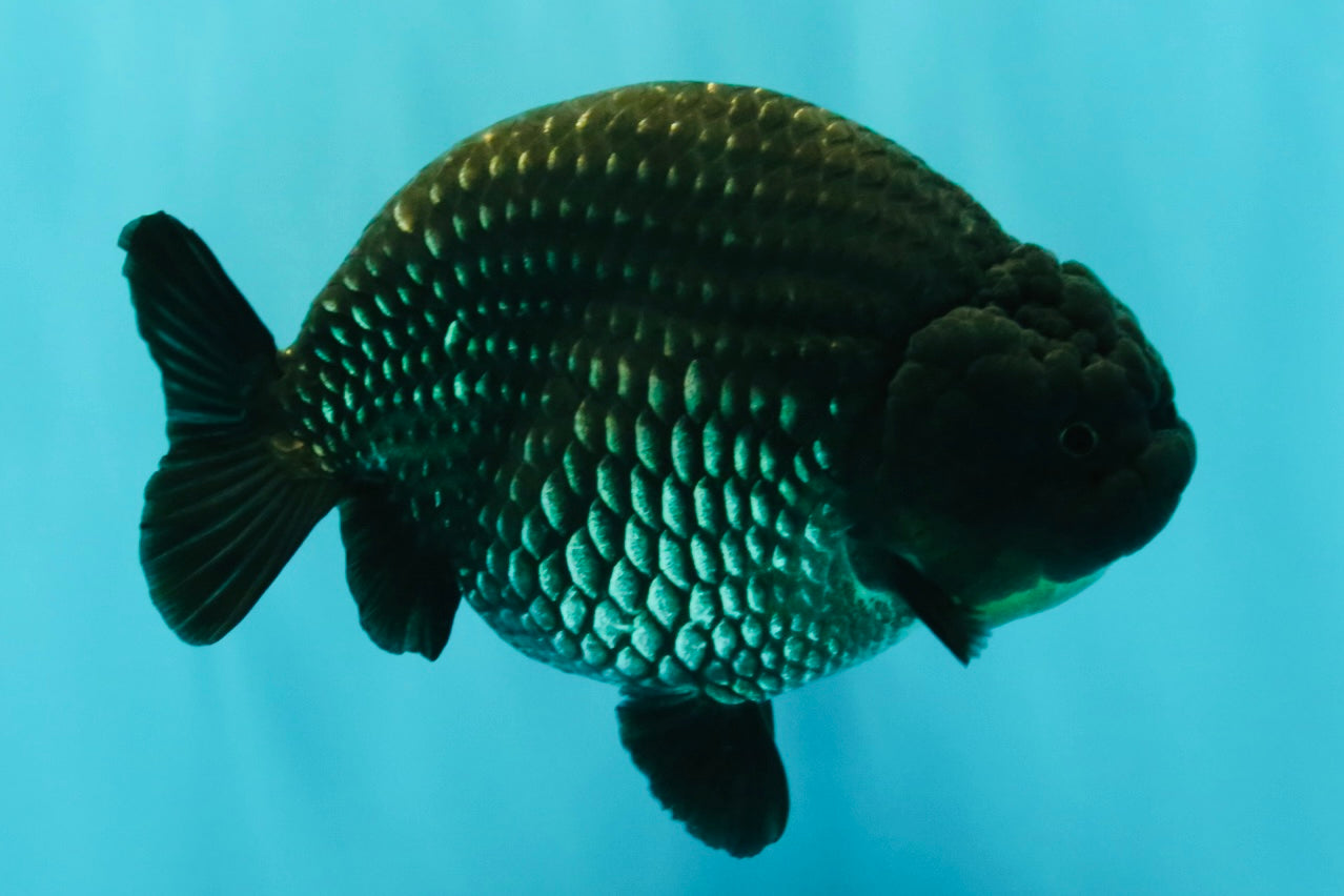 UNIQUE AAA Grade Strong Body Structure Platinum Blue Ranchu Female 4.5-5 inches #061926RC_09