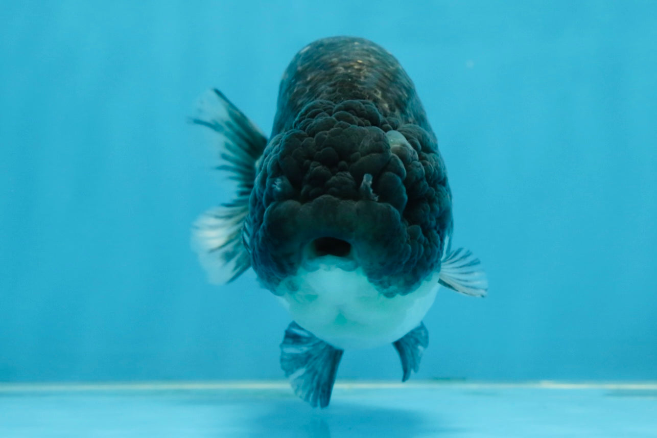 SPECIAL A Grade Black Blue LionQueen 5.5  inches #102425LC_07