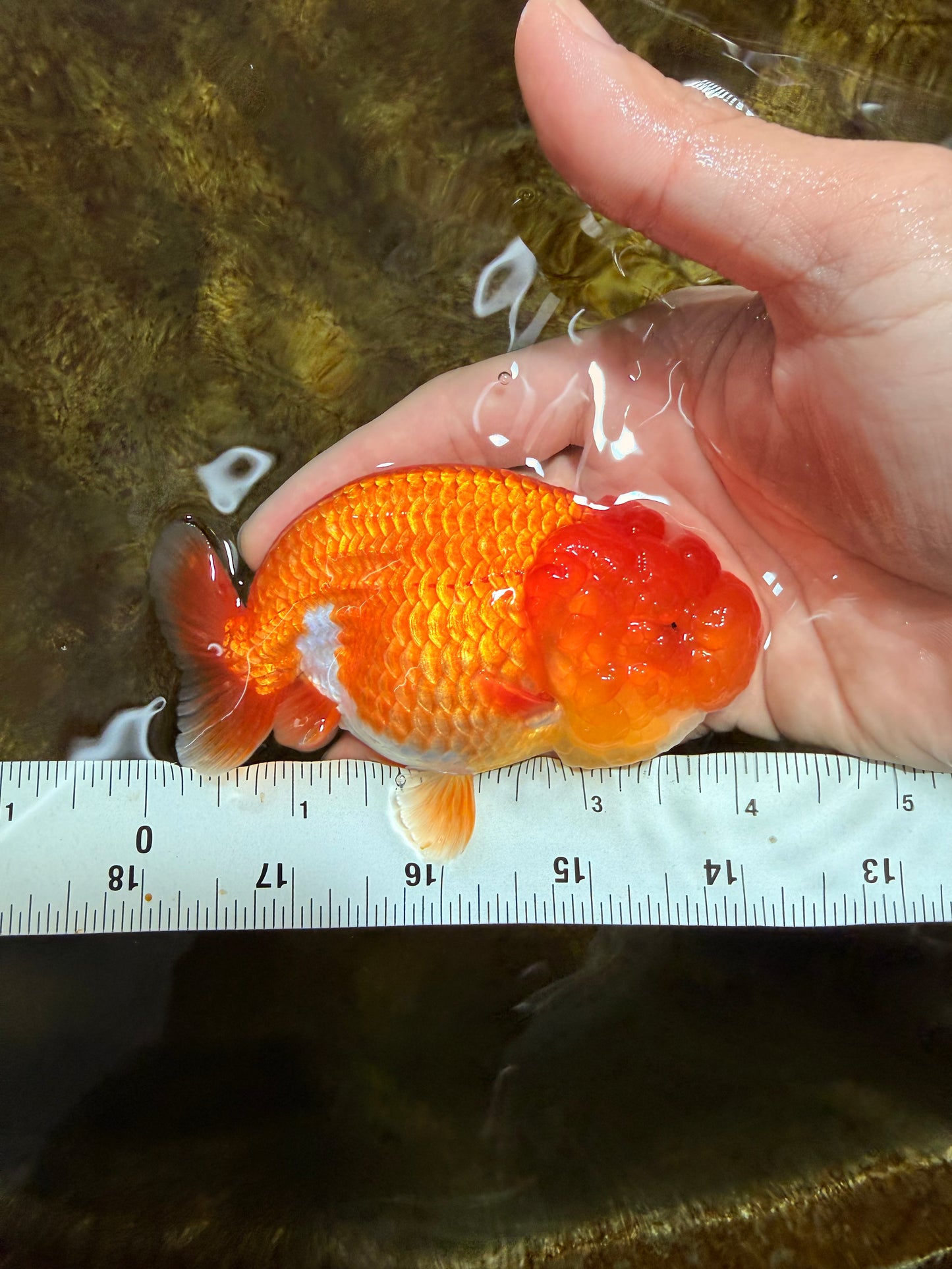 AAA Grade Red White LionQueen 4 inches #103125LC_25