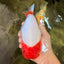 UNIQUE A Grade Red Head Buffalo Ranchu Female 6 inches #100926RC_30