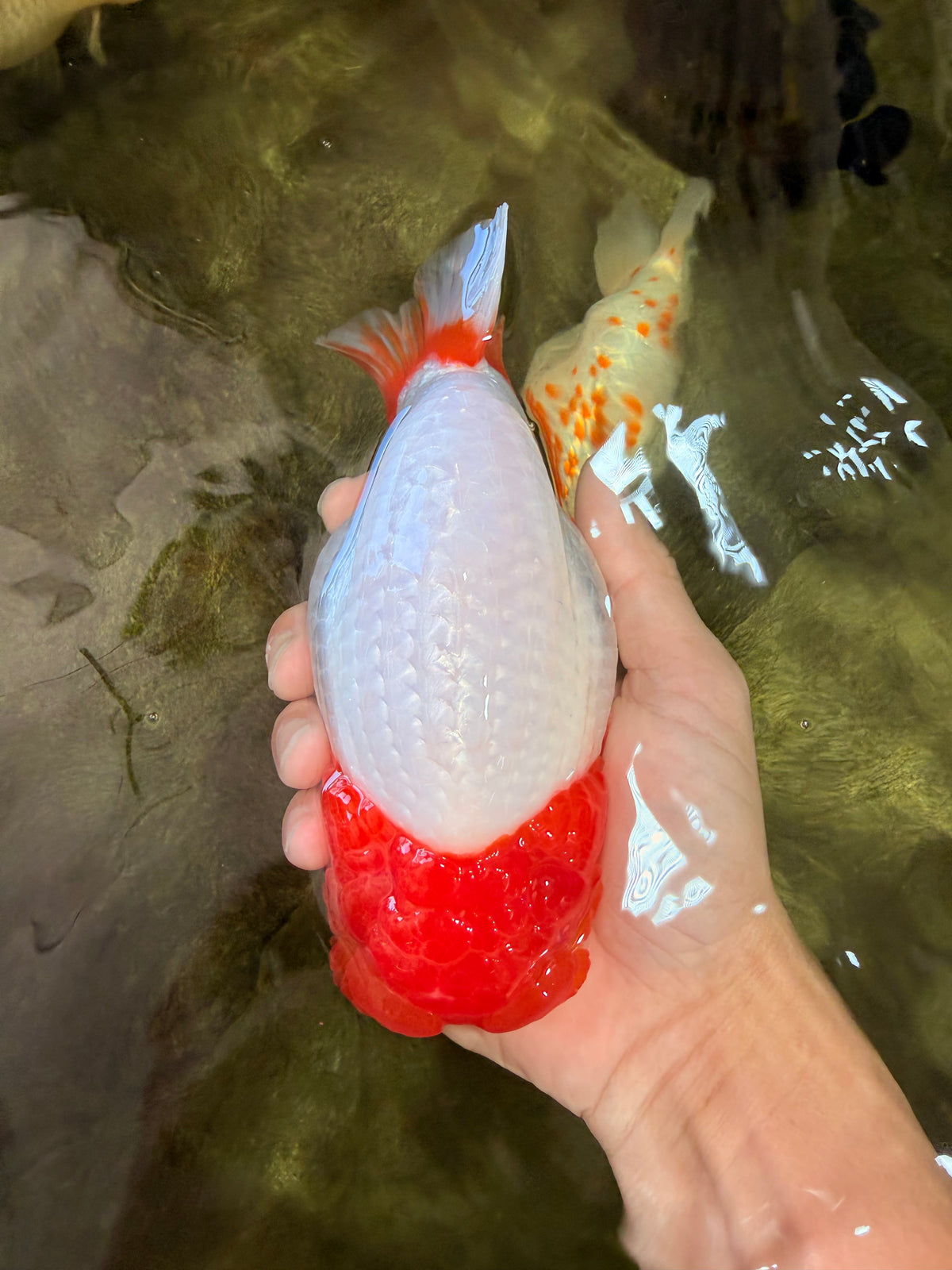 UNIQUE A Grade Red Head Buffalo Ranchu Female 6 inches #100926RC_30