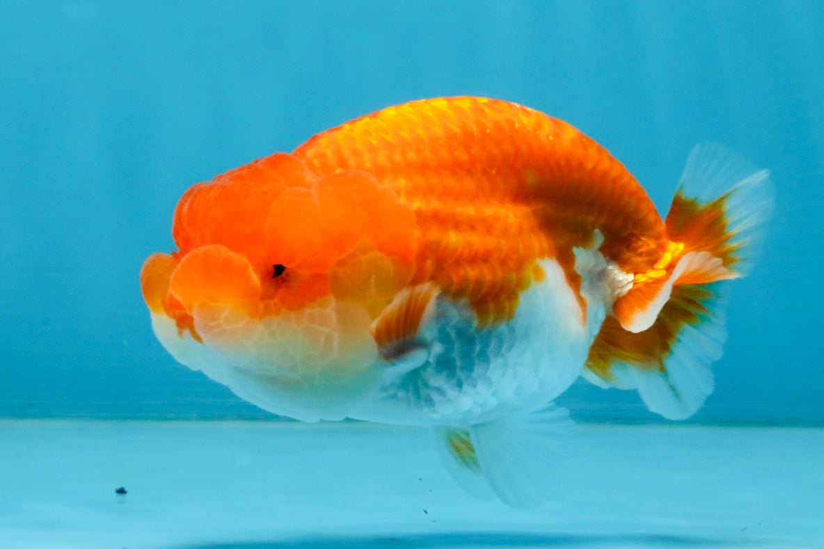 A Grade Red White LionQueen 4 inches #112125LC_12