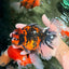 A Grade Tiger Oranda Male 6-6.5 inches #072426OR_20
