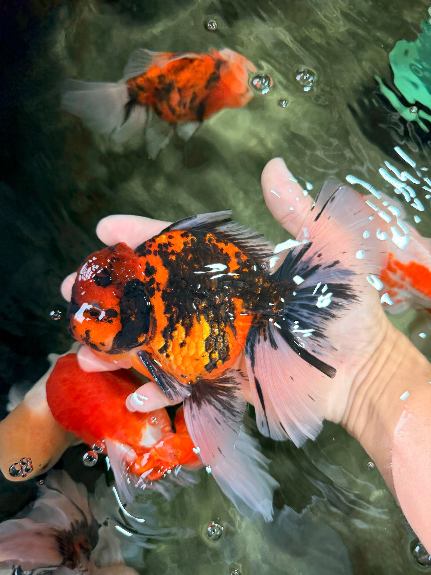 A Grade Tiger Oranda Male 6-6.5 inches #072426OR_20