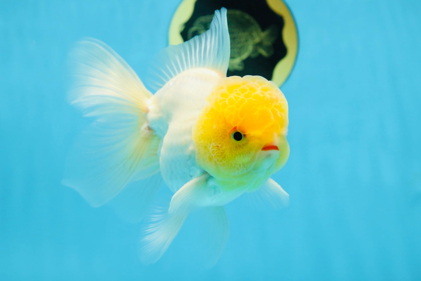 A Grade LIPSTICK Lemonhead Oranda Male 5-5.5  inches #082225OR_17