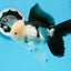 Panda Oranda de grado AAA macho 5,5 pulgadas #0906OR_31