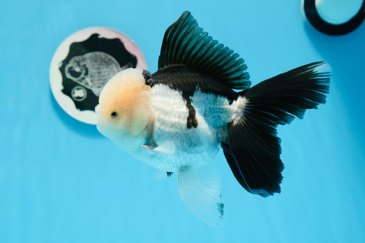 Panda Oranda mâle de qualité AAA 5,5 pouces #0906OR_31