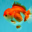 SPECIAL AAA Grade Red White Yuanbao Male 5-5.5 inches #050826YB_09