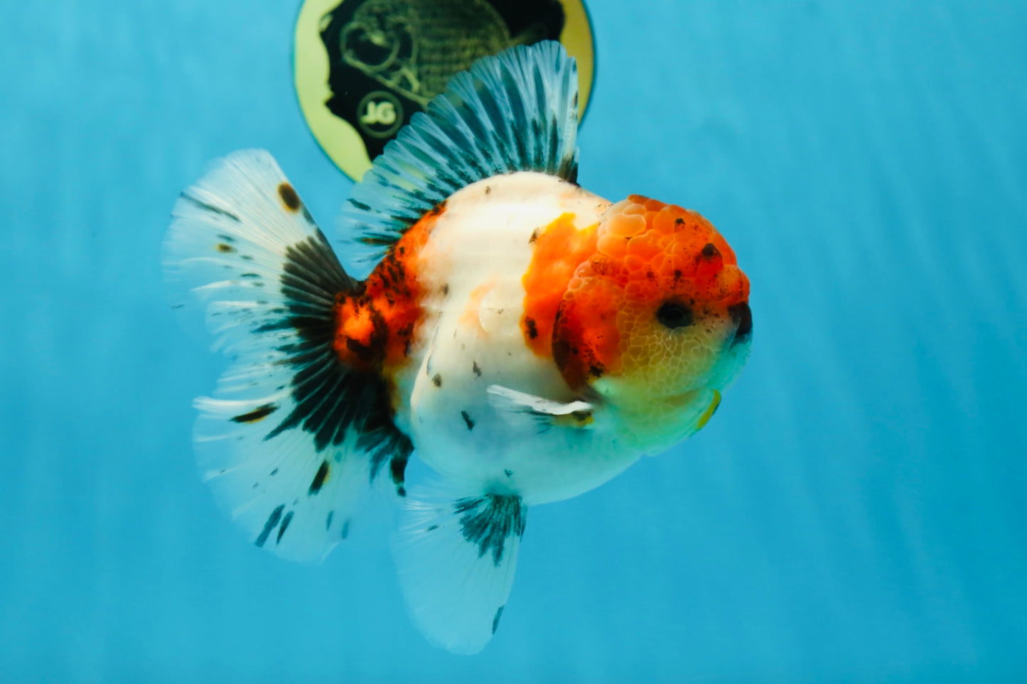 AAA Grade Godzilla Calico Sakura Button Eyes Oranda Male 5 inches #051625OR_17