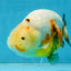RARE Sakura Chinese Ranchu Female 5 inches #120525RC_08