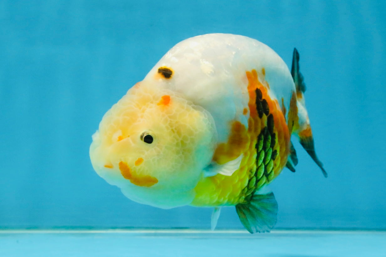 RARE Sakura Chinese Ranchu Female 5 inches #120525RC_08