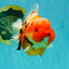 CHARLIE A Grade Kohaku Sakura Yuanbao Female 5-5.5 inches #092526YB_05