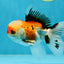 A Grade Tricolor Oranda Male 4.5 inches #050225OR_10