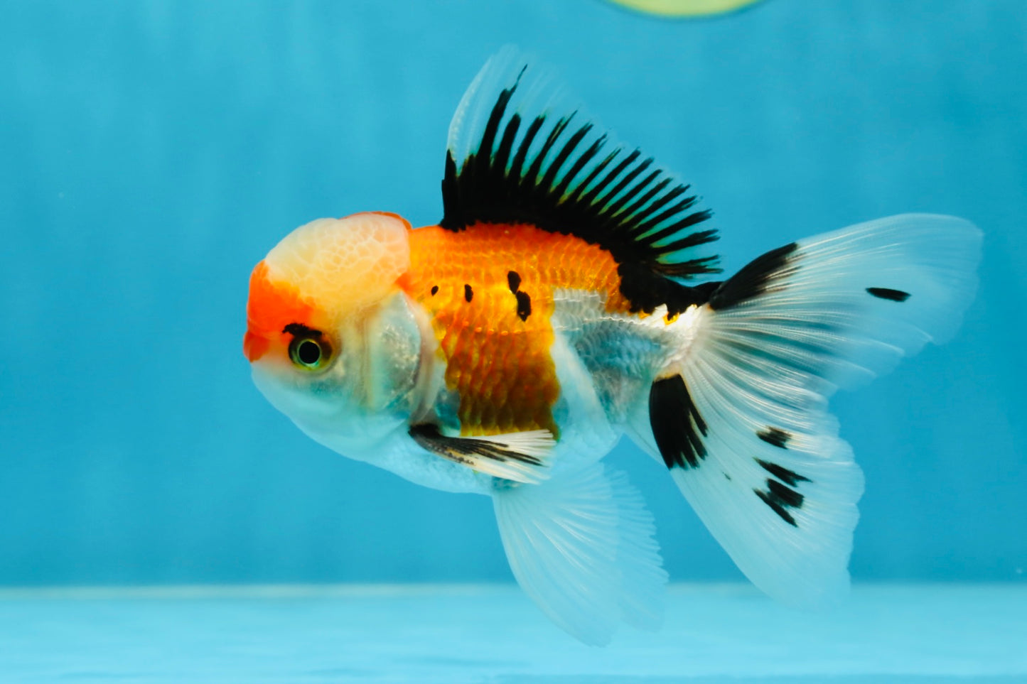 A Grade Tricolor Oranda Male 4.5 inches #050225OR_10