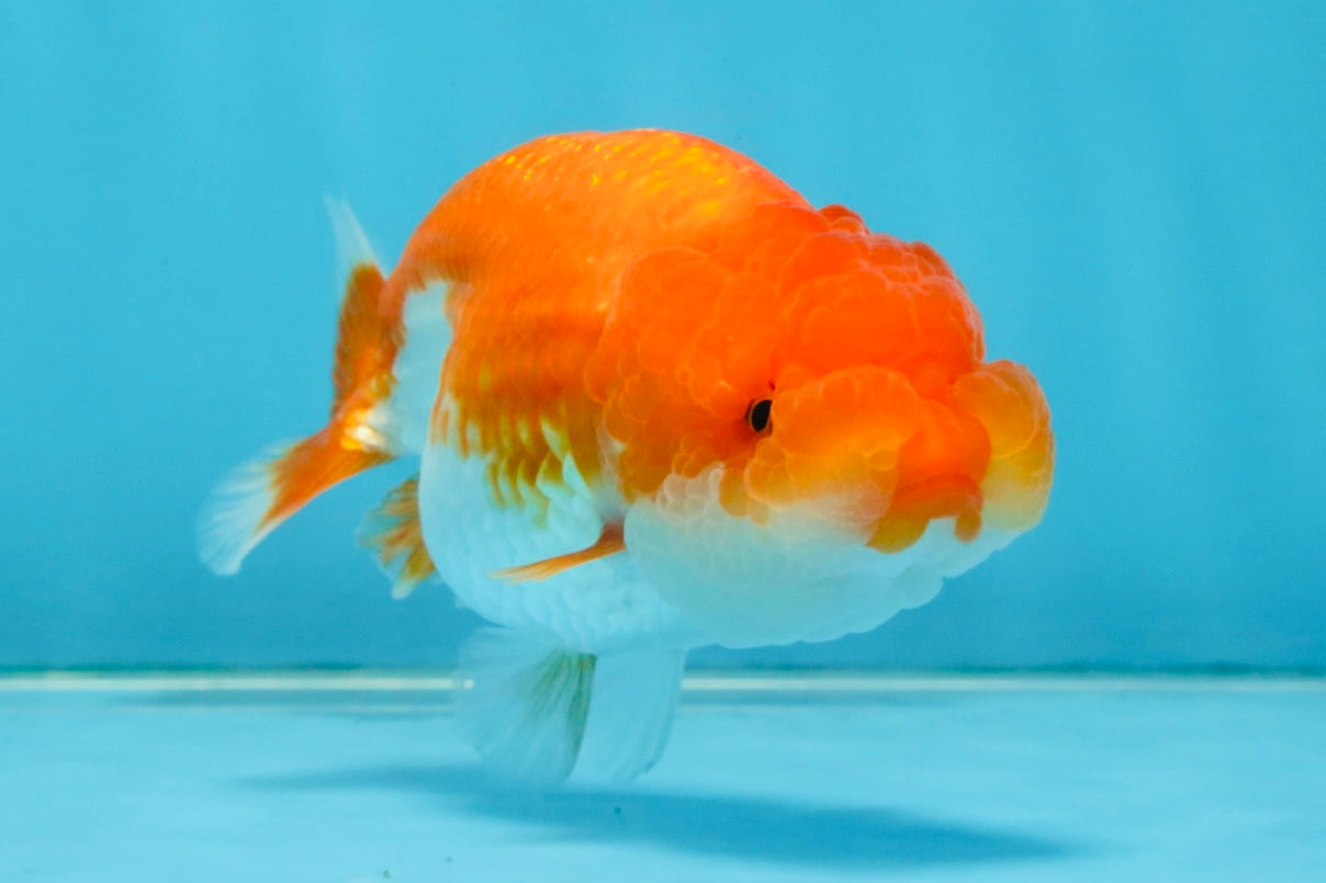 FLUFFY Red White LionChu Female 4.5 inches #120525LC_16