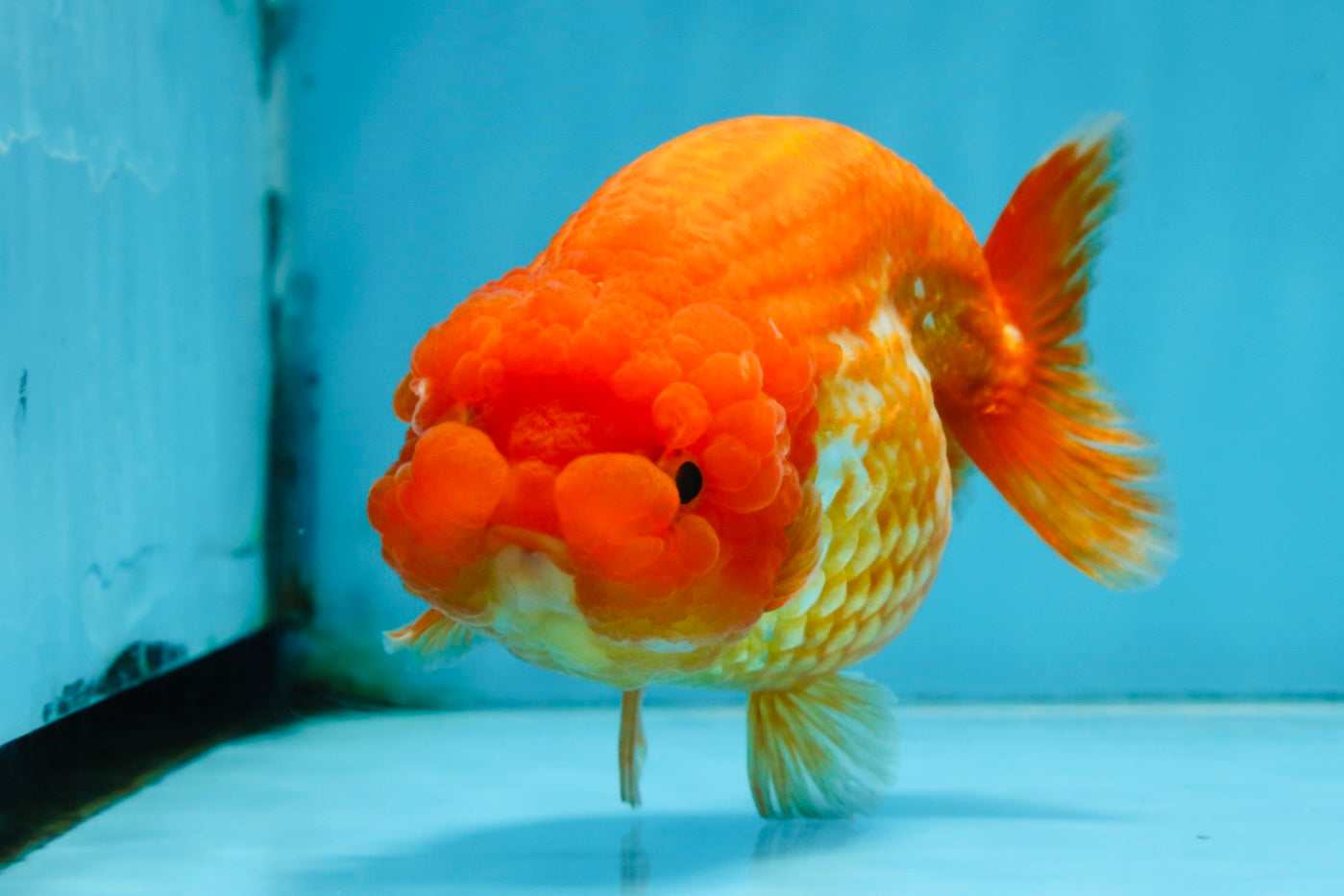 A Grade FLUFFY Red White LionQueen 5 inches #091925LC_24