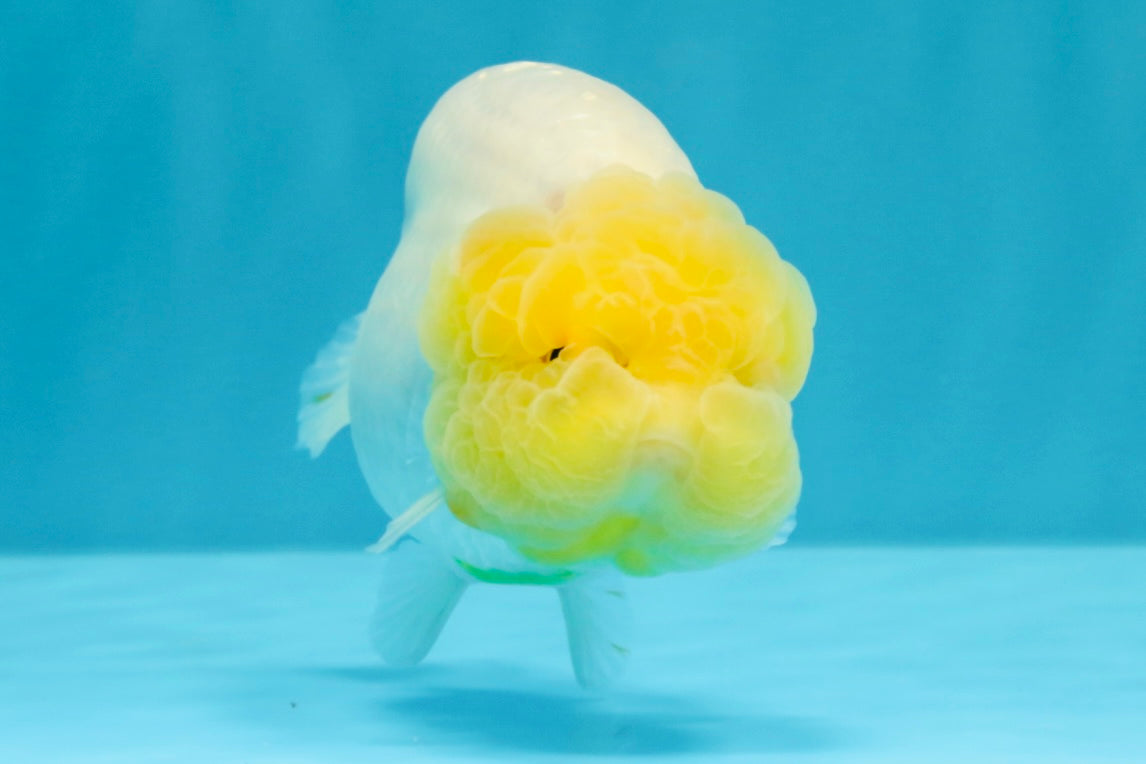 A Grade Dragon Lemonhead  LionQueen 4.5 inches #022726LC_28