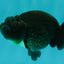 SUPER CUTE AAA Grade Black LionQueen 4.5-4 inches #070326LC_34