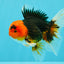 A Grade Red Head Tricolor Oranda Male 5-5.5 inches #031326OR_26