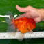 Grado A Cereza Sakura Oranda Macho 6 pulgadas #0726OR_06