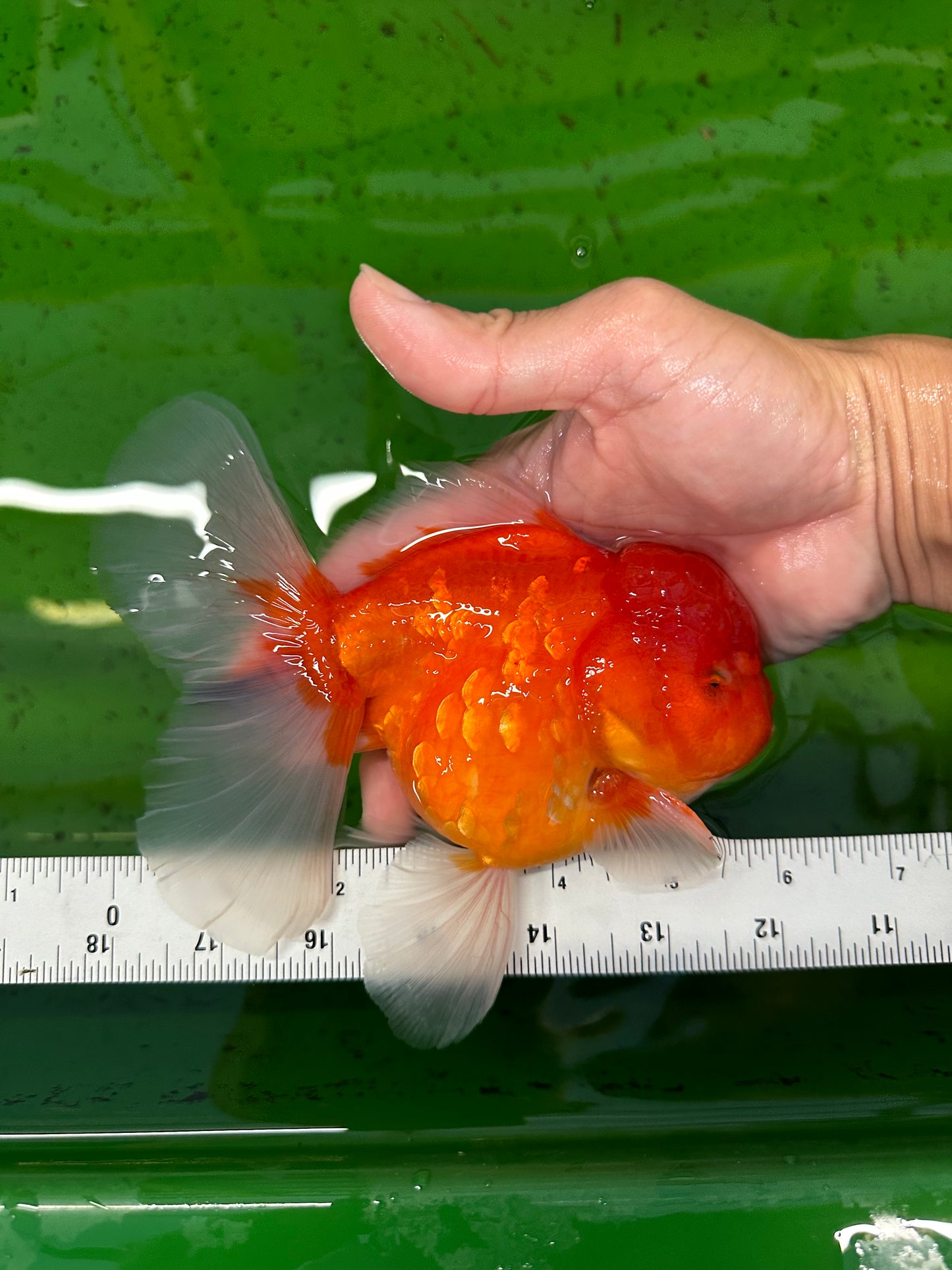 Grado A Cereza Sakura Oranda Macho 6 pulgadas #0726OR_06