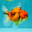 CHONKY AAA Grade Tiger Oranda Male 5-5.5 inches #082826OR_03